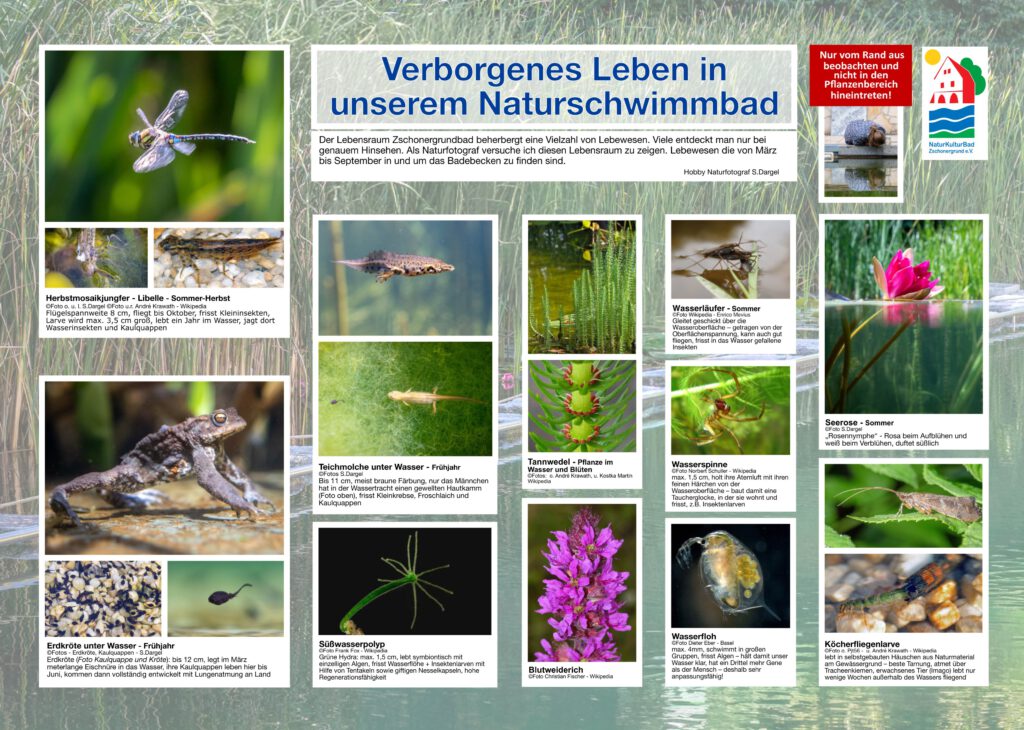 Verborgenes Leben im Zschonergrtundbad